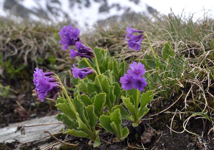 Primula latifolia